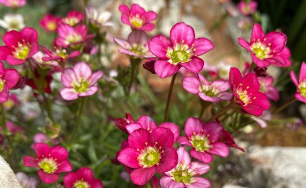 Pinke Steinbrechblüten mit gelbgrüner Mitte