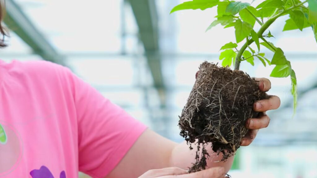 Hand hält den durchwurzelten Ballen einer jungen Tomatenpflanze