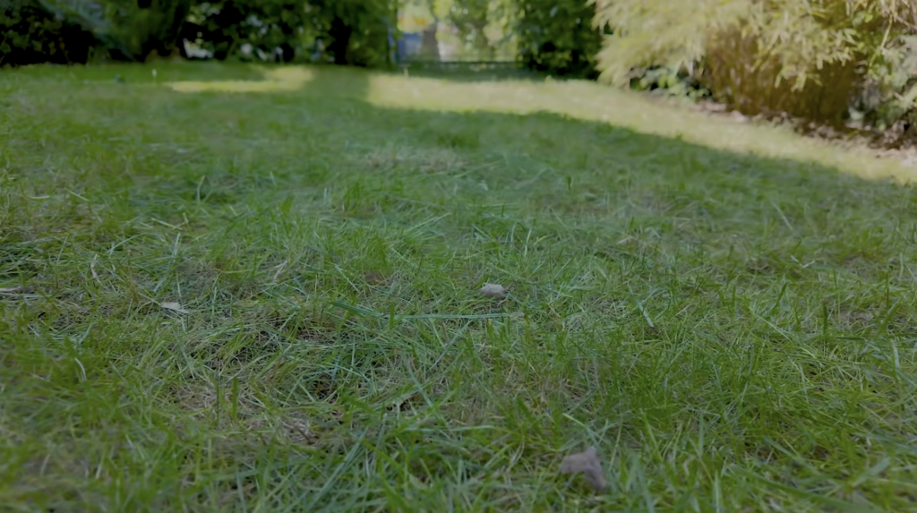 Nahaufnahme einer Rasenfläche mit unterschiedlich langen Grashalmen