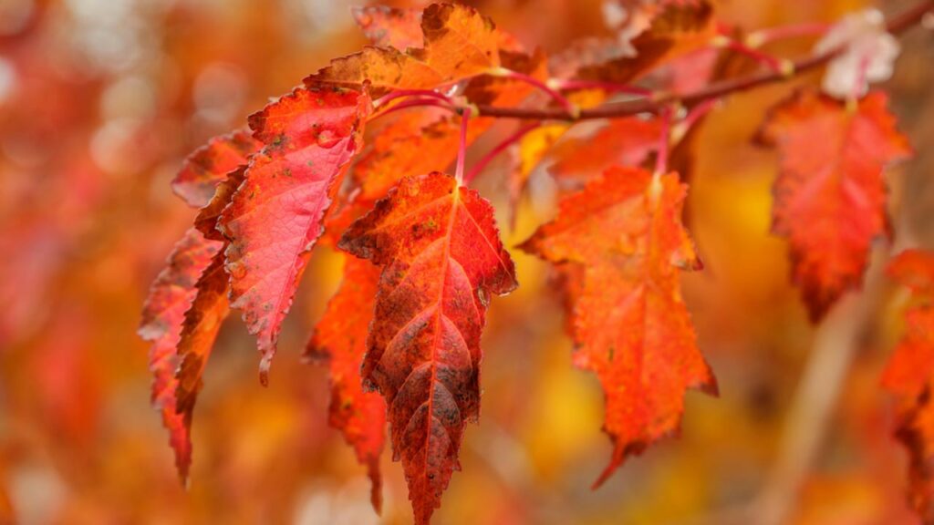 Feuerahorn (Acer ginnala)