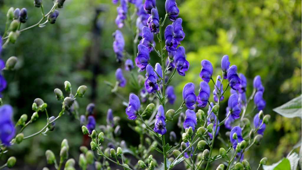 Blau blühende Staude "Blaue Berg-Eisenhut" im Freien.