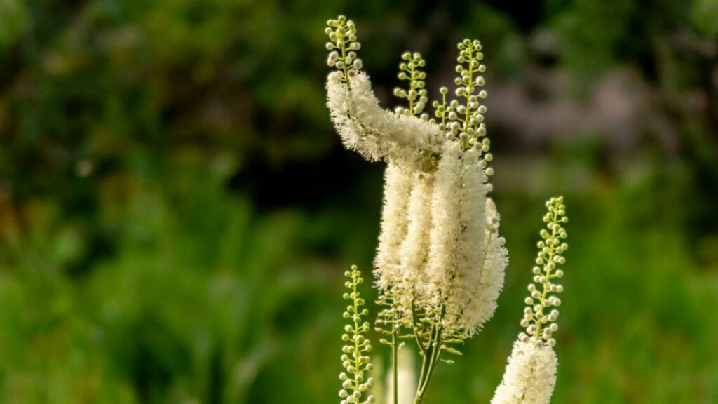 Silberkerze (Actaea racemosa)