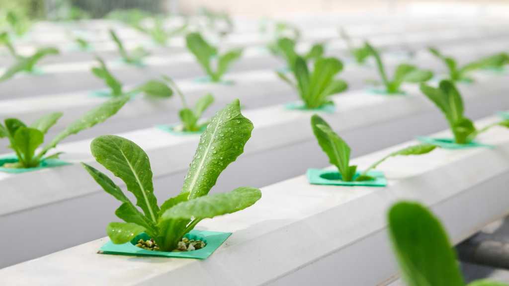 Junge Salatpflanzen in einem hydroponischen Anbausystem