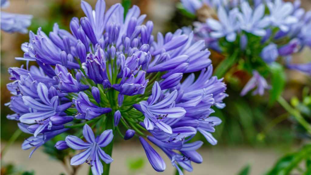 Schmucklilie (Agapanthus)