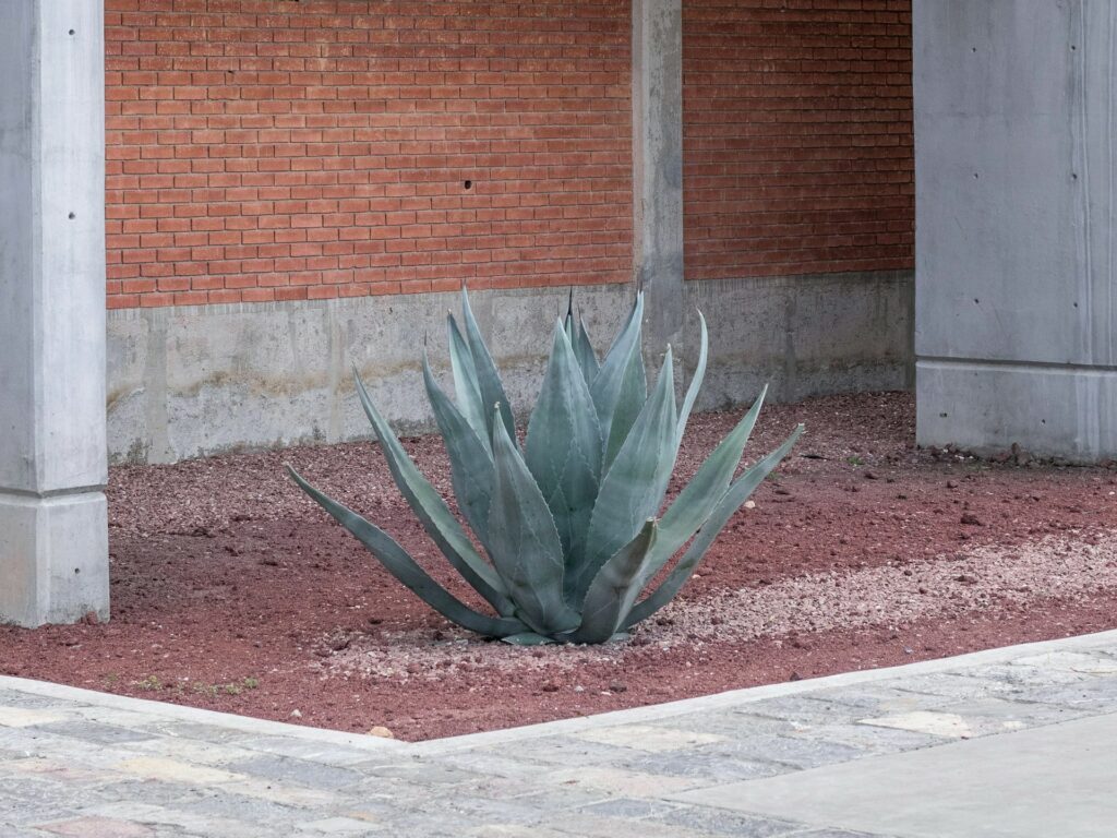 Große blaugrüne Agave zwischen Betonpfeilern