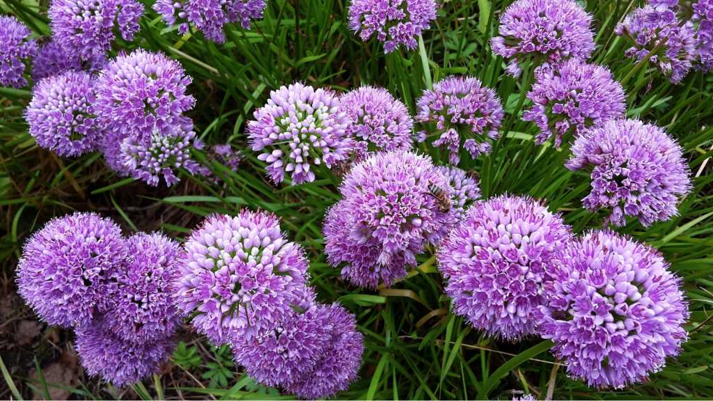 Auch Allium gehört zu den Highlights jeder Herbstbepflanzung.