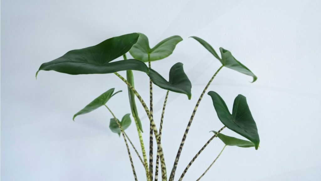 Alocasia zebrina mit mehreren gestreiften Stielen und grünen Blättern