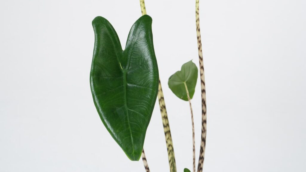 Dunkelgrünes Blatt und gestreifte Stiele einer Alocasia zebrina