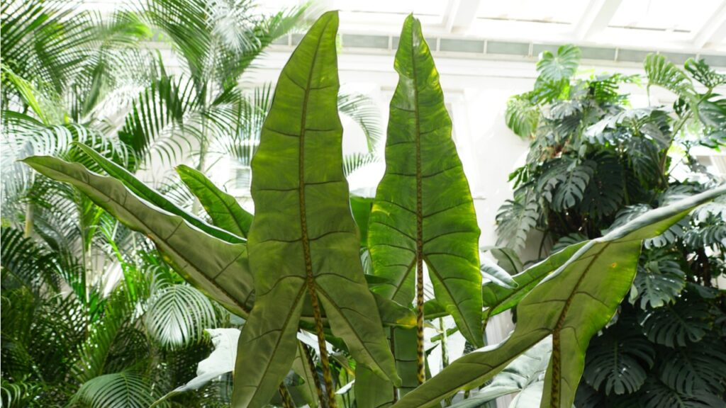 Große Blätter einer Alocasia zebrina in einem Gewächshaus