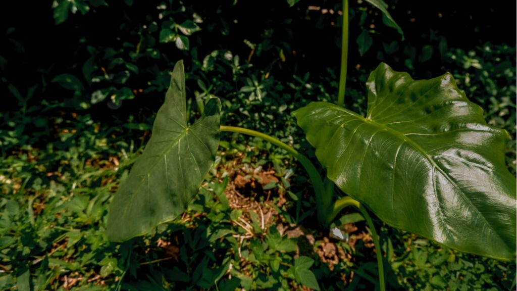 Alocasia zebrina im Freien zwischen anderen Pflanzen