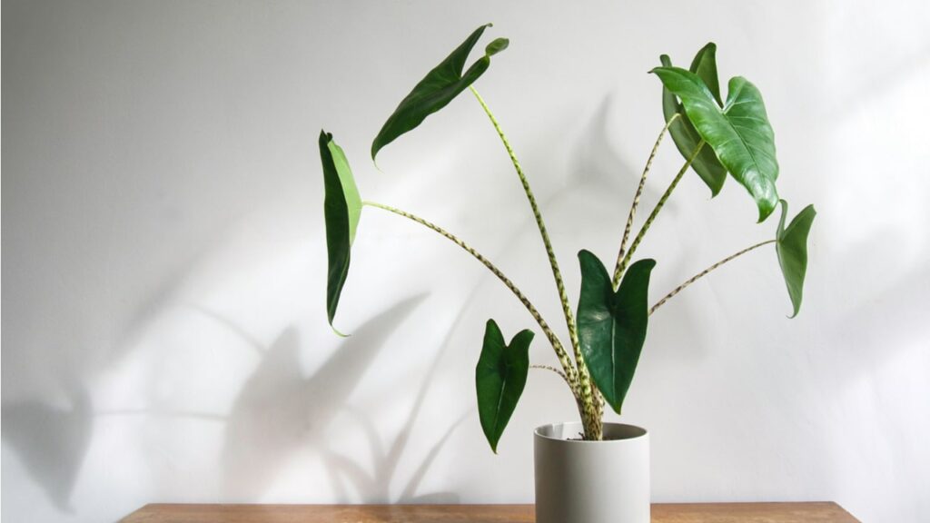 Alocasia zebrina in einem weißen Topf vor einer hellen Wand