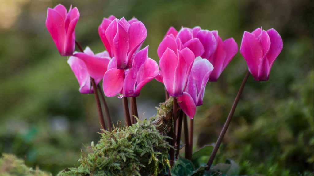 Rosa blühende Alpenveilchen zwischen Moos