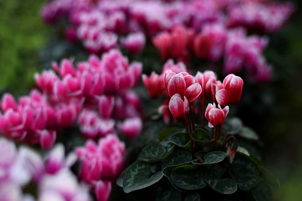 Rosa Alpenveilchen mit gemusterten Blättern