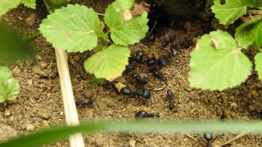 Schwarze Ameisen an einem Nesteingang im Boden