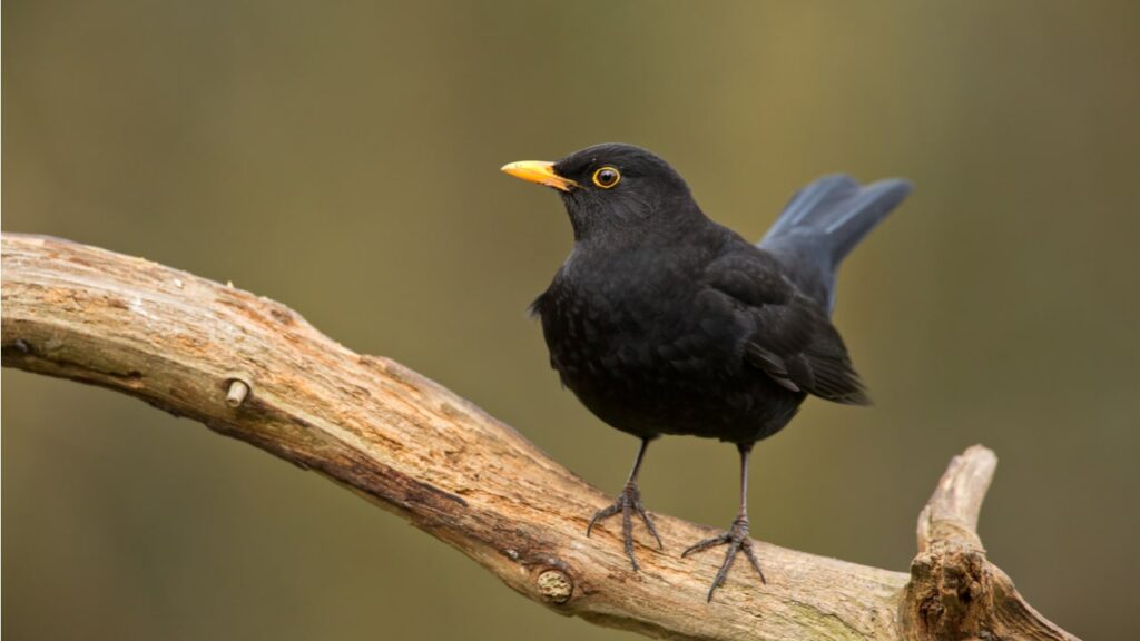 Schwarze Amsel mit gelbem Schnabel auf einem Ast