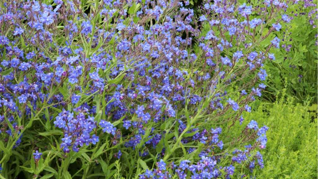 Anchusa azurea im Freien.