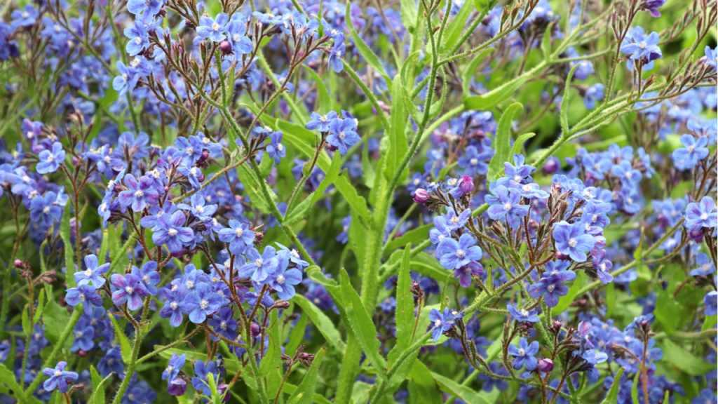 Blau blühende Staude "Große Garten-Ochsenzunge" im Freien.