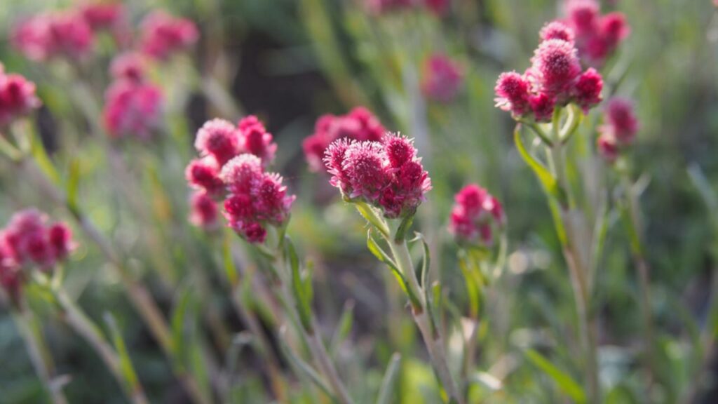 Katzenpfötchen (Antennaria dioica)