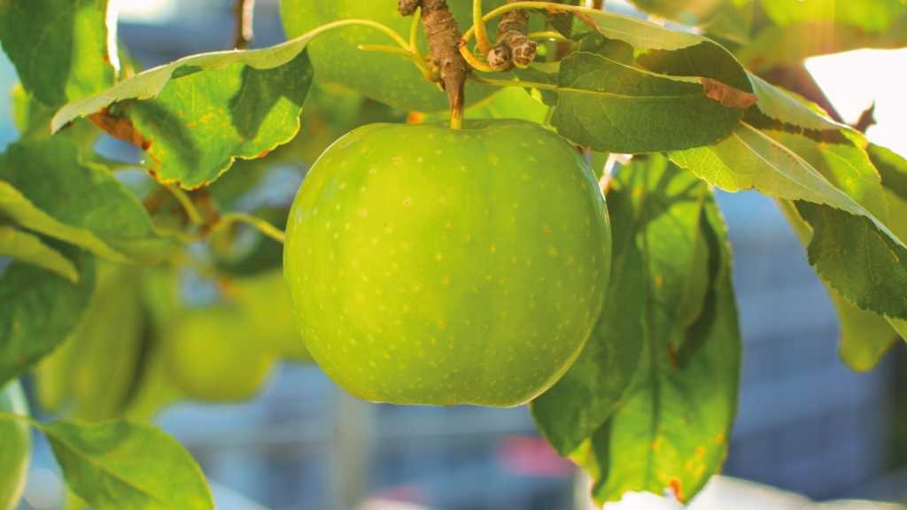 Grüner Apfel hängt an einem Baum
