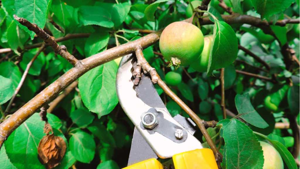 Obstbaum im Juni pflegen und Fruchtbehang kontrollieren.