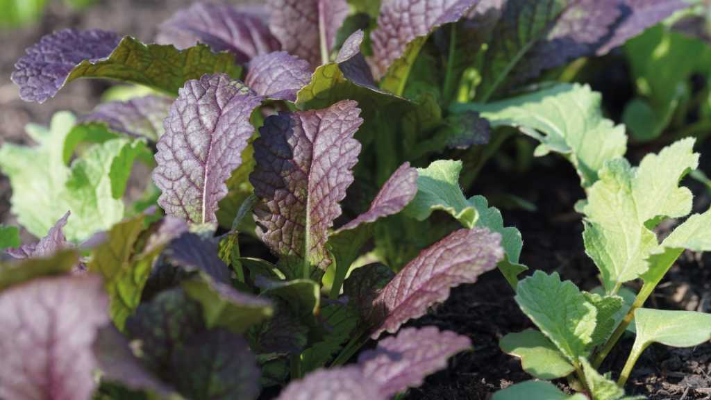 Violette und grüne Asia-Salatblätter