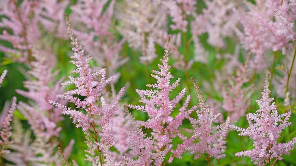 Die rosa-weißen Blütenrispen der Astilbe sind als Schattenpflanze ein absoluter Hingucker.