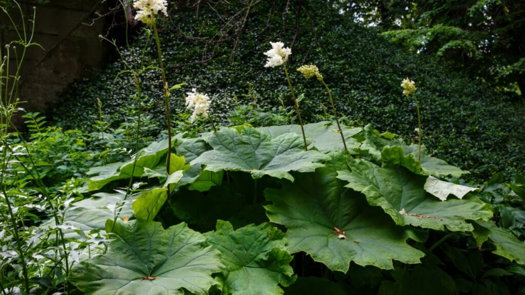 Tafelblatt (Astilboides tabularis)