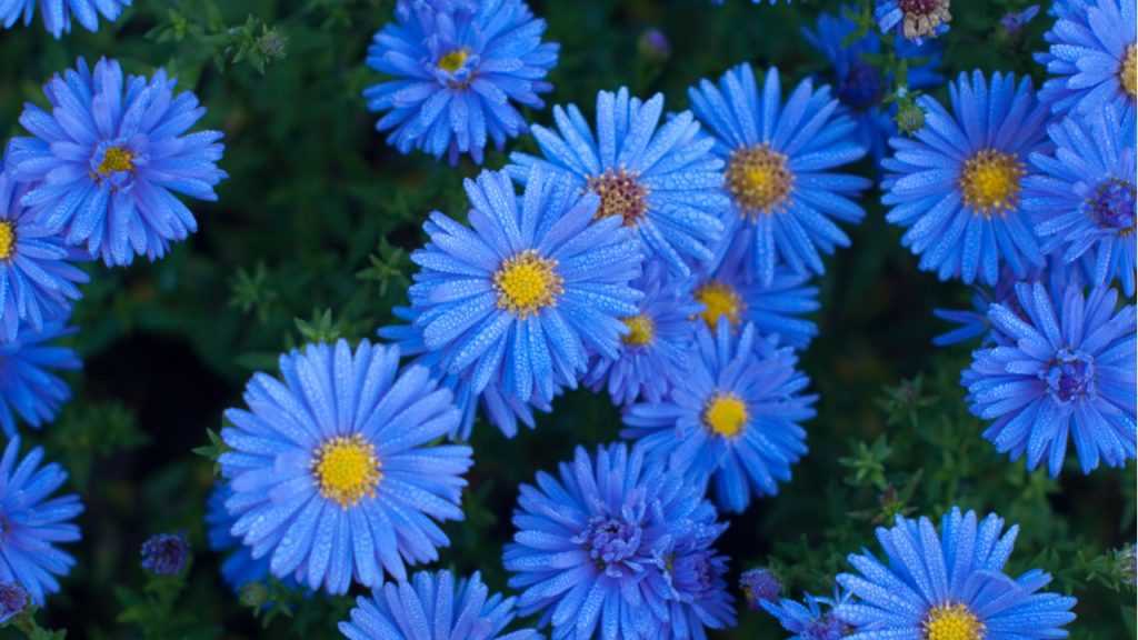 Blau blühende Staude "Aster"  im Freien.