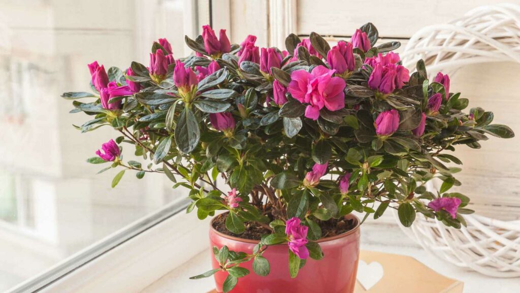 Die Zimmer-Azalee bringt mit ihren leuchtend rosa Blüten einen Hauch Frühling in jedes Zimmer.