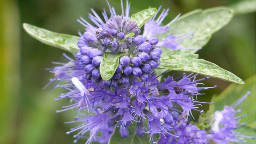 Nahaufnahme der Blüte der Bartblume