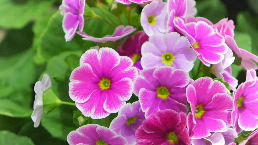 Pink-weiße Blüten einer Becherprimel mit gelbgrüner Mitte