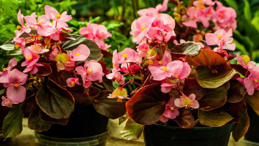 Rosa blühende Begonien in schwarzen Pflanztöpfen