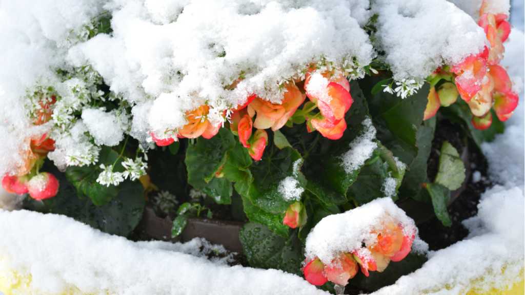 Begonien Überwintern ist aufgrund des Nachhaltigkeits-Gedankens empfehlenswert.