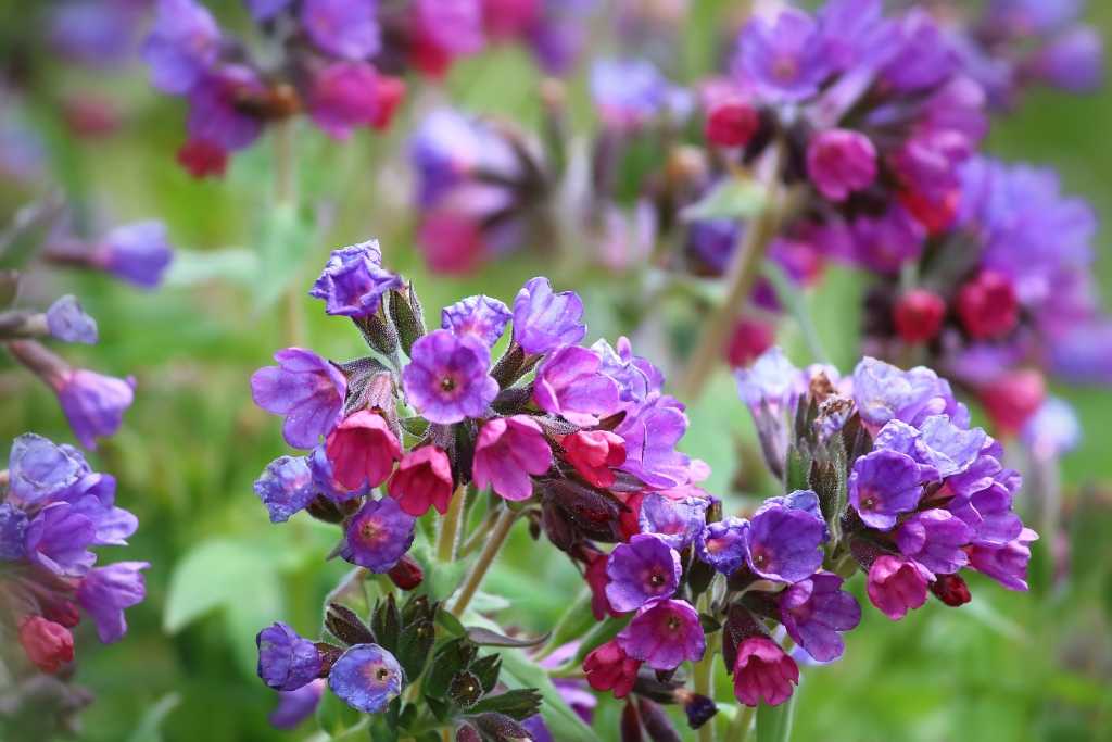Beinwell