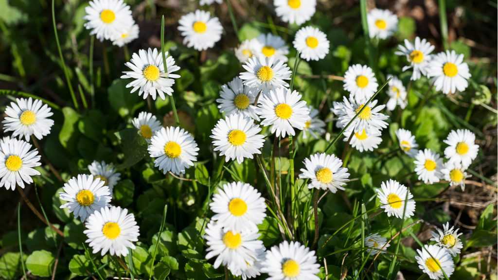Gänseblümchen im Freien.