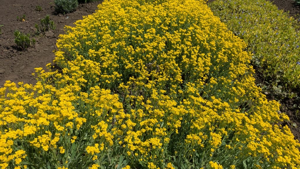 Das Bergsteinkraut (lateinisch Alyssum montanum) ist auch als Steinkraut oder Berggold bekannt.