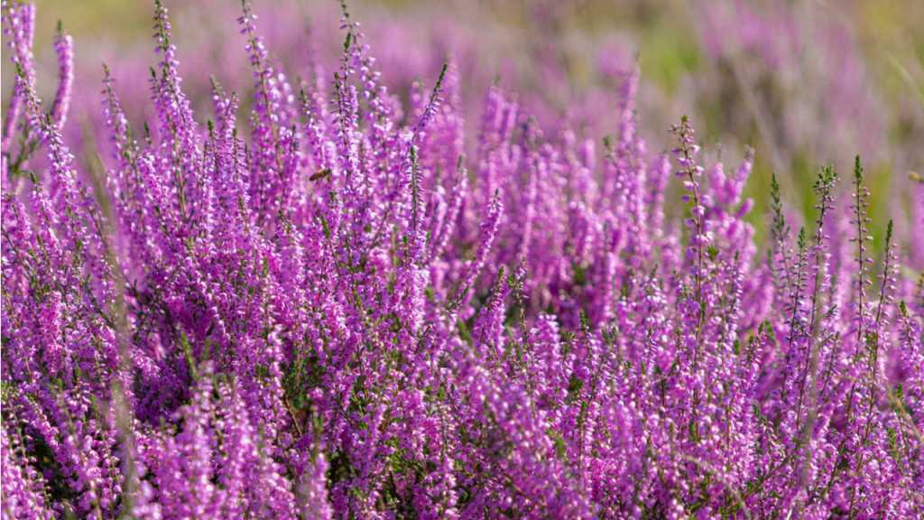 Besenheide