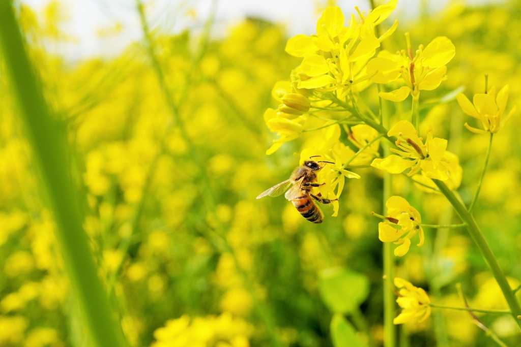 Bienen als wichtigste Pflanzenbestäuber