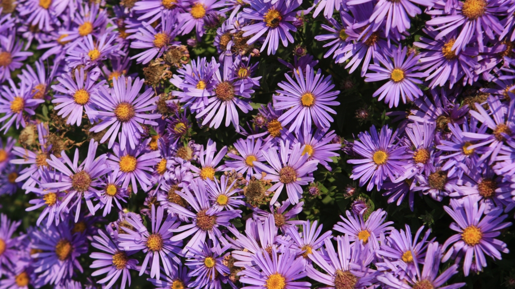 Diese Blütenpracht ist nicht nur etwas für die Augen, sonern auch für Bienen und viele andere Nützlinge