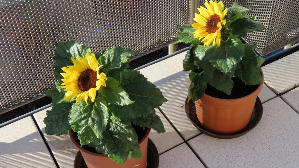 Wie auch andere Korbblütler ist die Sonnenblume eine bienenfreundliche Balkonpflanze, weil sie auf dichtem Raum viele Einzelblüten und damit ein großes Nahrungsangebot bietet. 