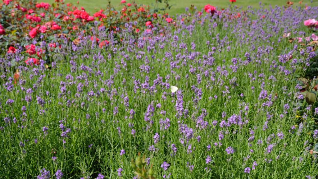Blühender Lavendel im Beet vor dem Lavendel Schneiden