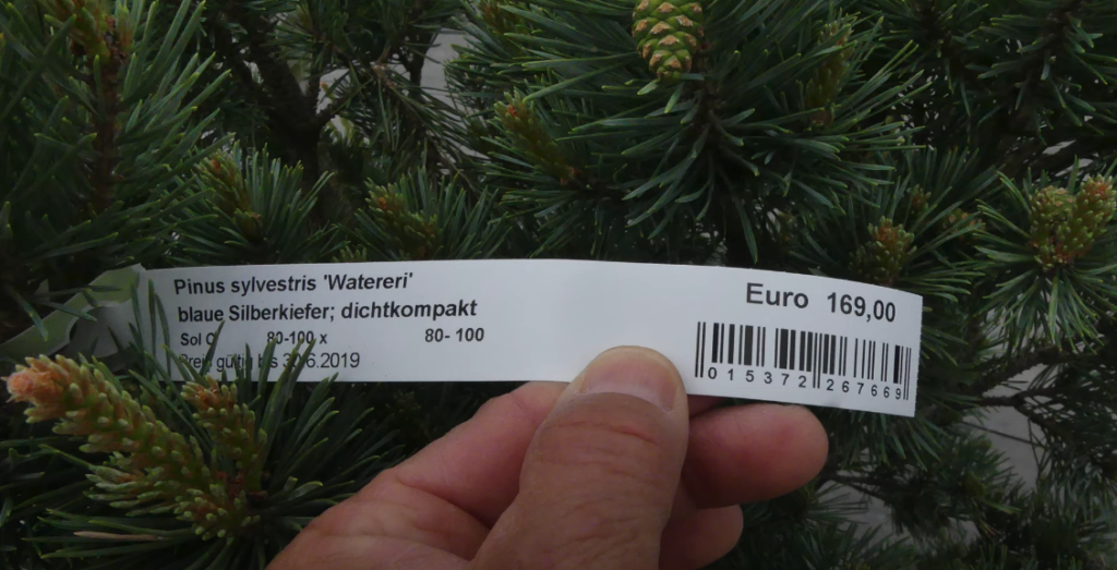Hand hält das Sortenetikett einer Blauen Silberkiefer zwischen Kiefernnadeln