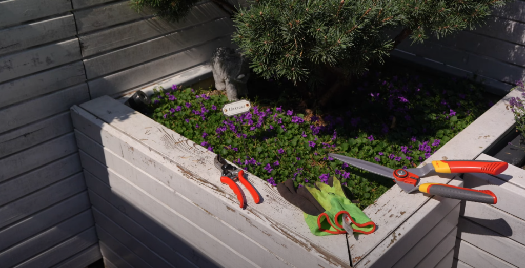 Garten- und Heckenscheren mit Handschuhen am Pflanzkasten einer Silberkiefer