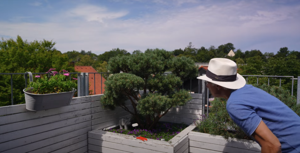 Mann mit Sonnenhut begutachtet eine geformte Silberkiefer auf der Dachterrasse