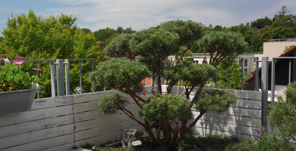 Als Gartenbonsai geformte Silberkiefer mit gestuften Kronen auf einer Dachterrasse