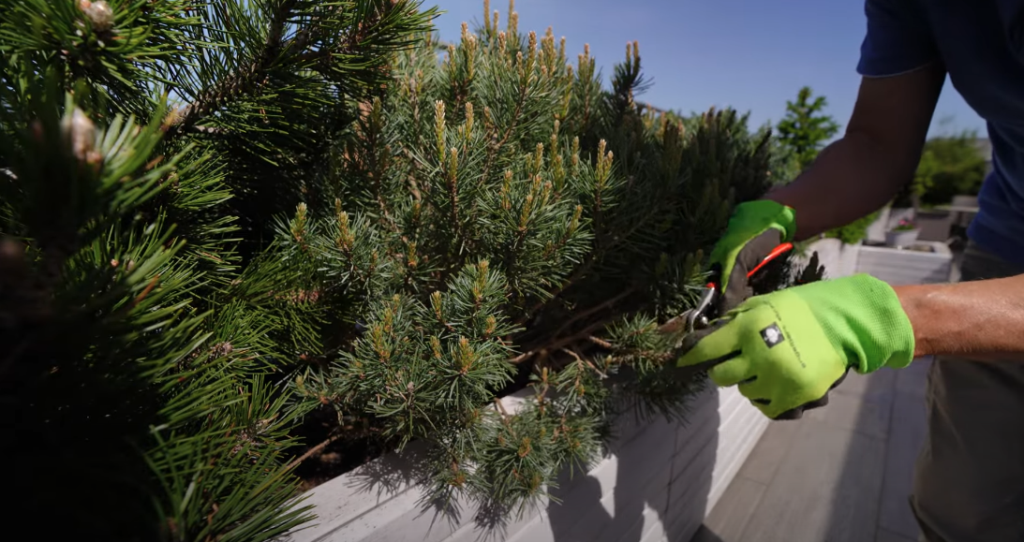 Behandschuhte Hände schneiden einen Kieferntrieb mit einer Gartenschere