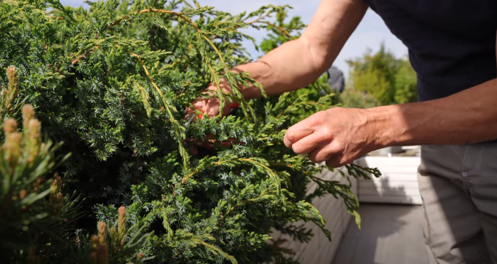 Hände schneiden einzelne Triebe eines Teppich-Wacholders mit einer Gartenschere