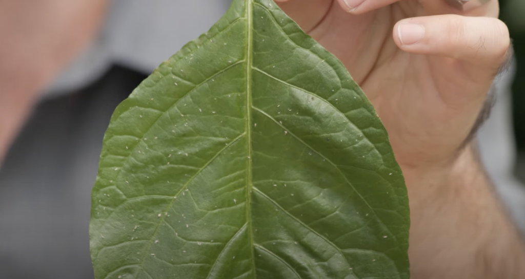 Hand zeigt ein grünes Blatt mit hellen Flecken als mögliches Stresssymptom