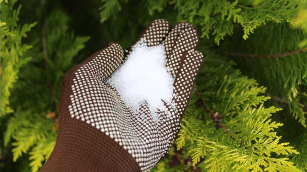 Handschuh mit Bittersalzkristallen vor Nadelgehölz