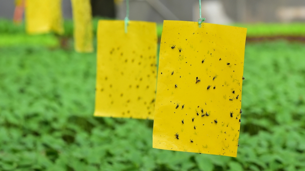 Gelbtafeln mit gefangenen Insekten über grünen Pflanzen